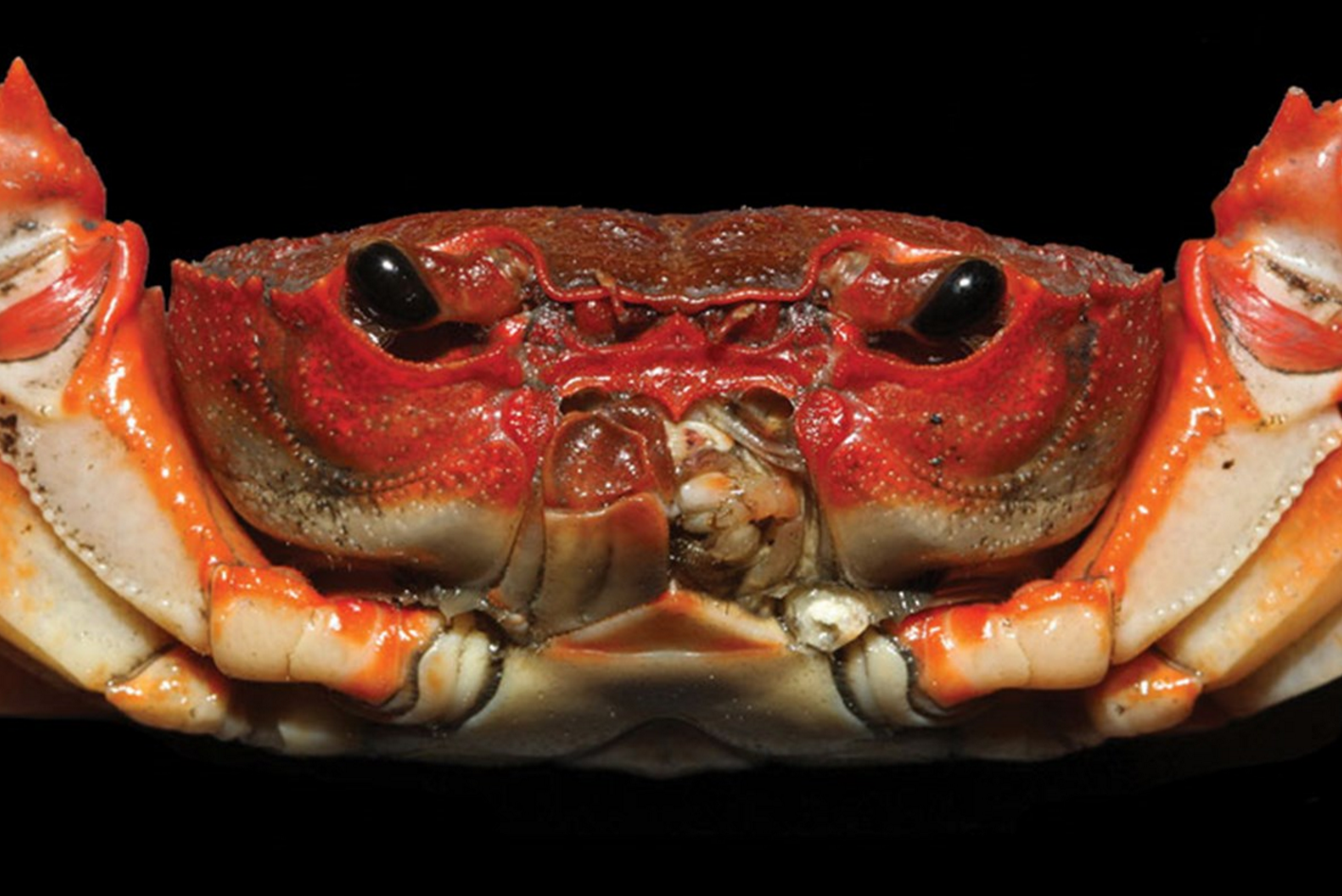 New Crab Species Discovered at Market Highlights Problems With