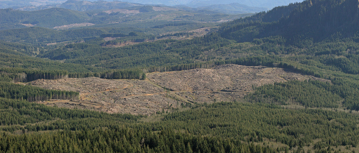 Forest Conservation Report: U.S. Gov. Severely Underestimating Impact of Logging on Climate