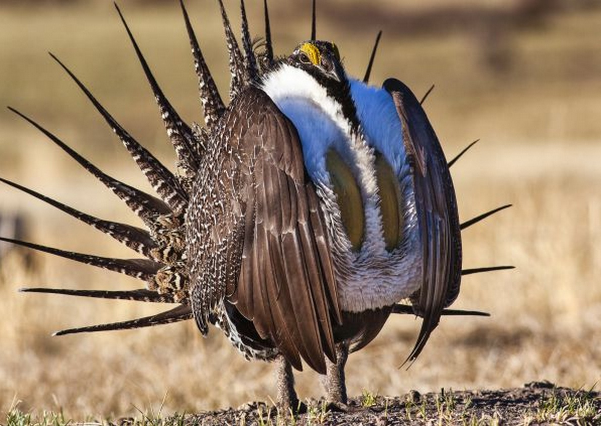 Bi-State Sage Grouse Not Likely to Achieve Endangered Listing — Sec. Jewell to Make Announcement
