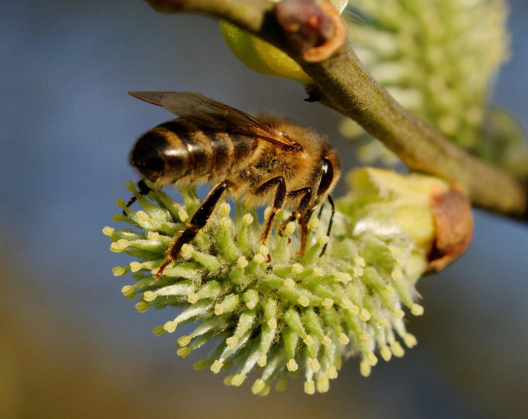 Burt’s Bees Spearheads Coalition to Save America’s Honeybees