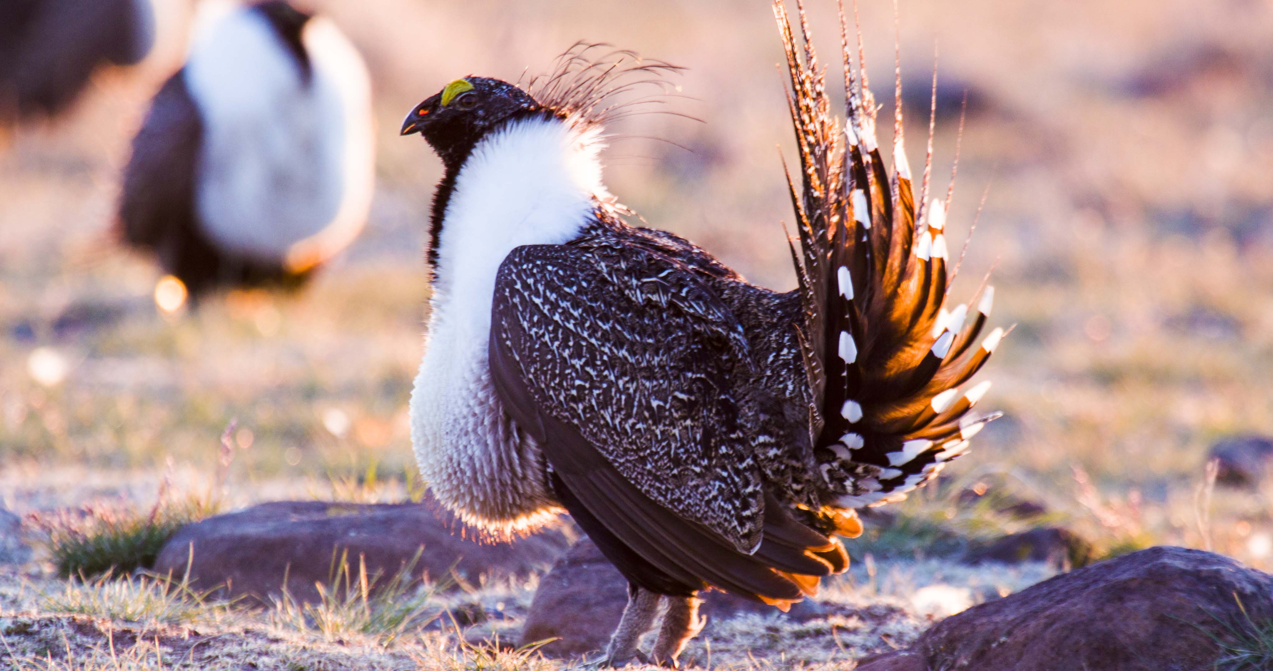 Obama Administration Comes Out Against NDAA Sage Grouse Rider