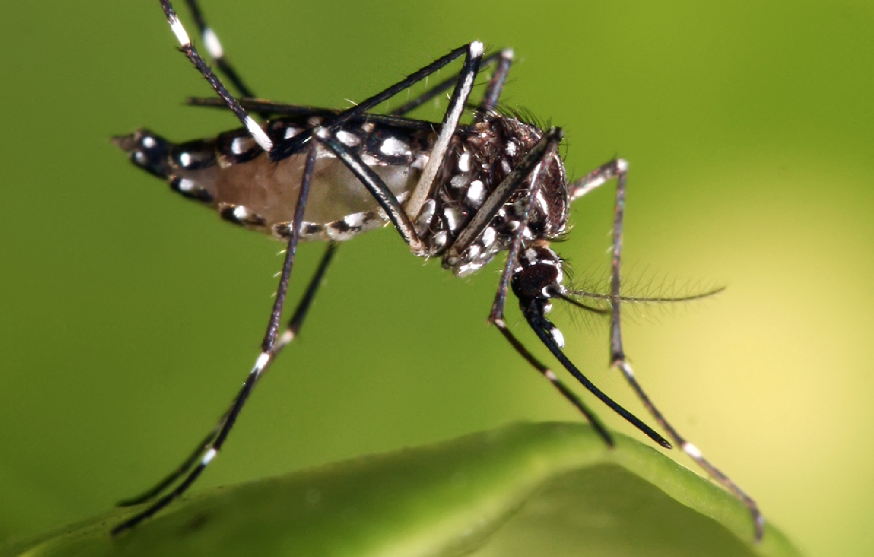 Meet The New GMO Mosquito — Millions Carrying the ‘Kill Switch Gene’ Already Released