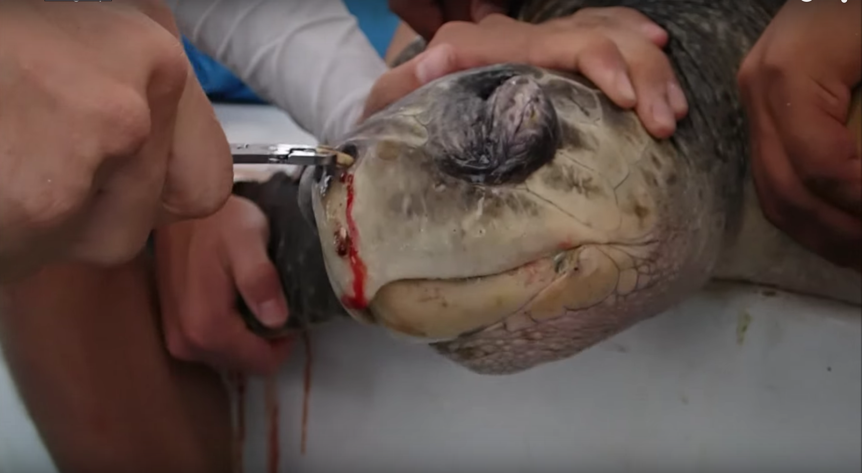Video: Watch What One Plastic Straw Does To Endangered Sea Turtle