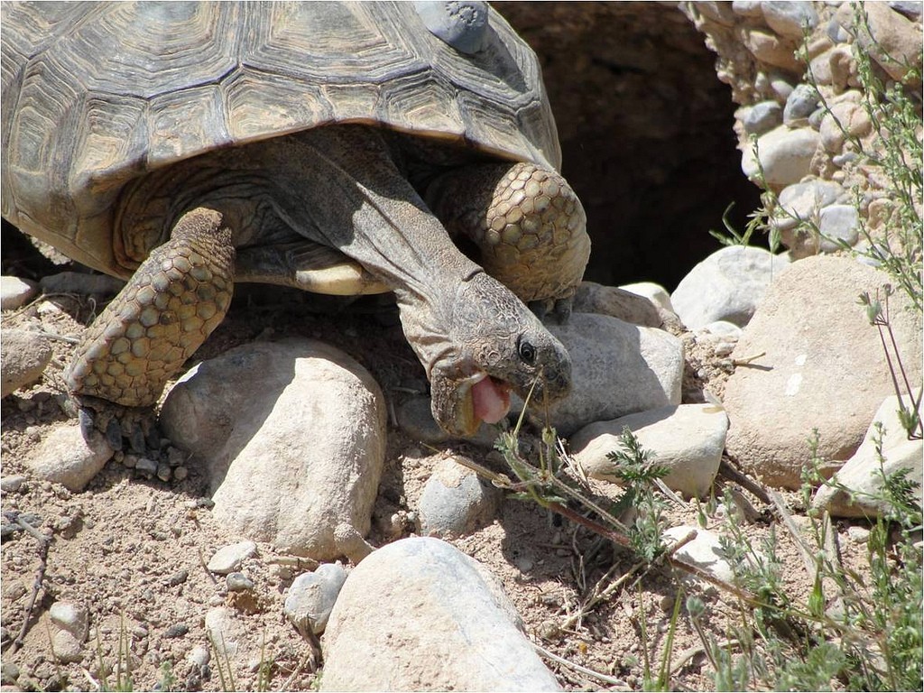 No Endangered Species Act Protection for Sonoran Desert Tortoise, Feds  Announce