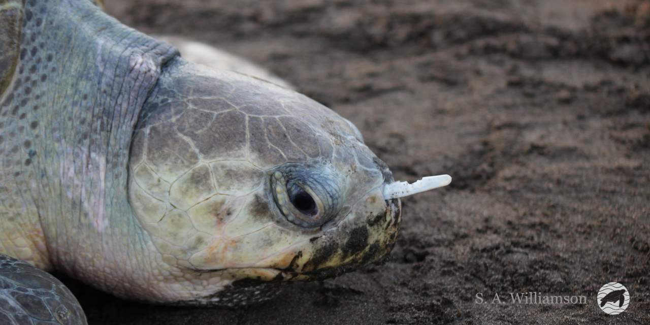 Video: The Leatherback Trust Saves Yet Another Sea Turtle With Plastic Fork Stuck in Nose