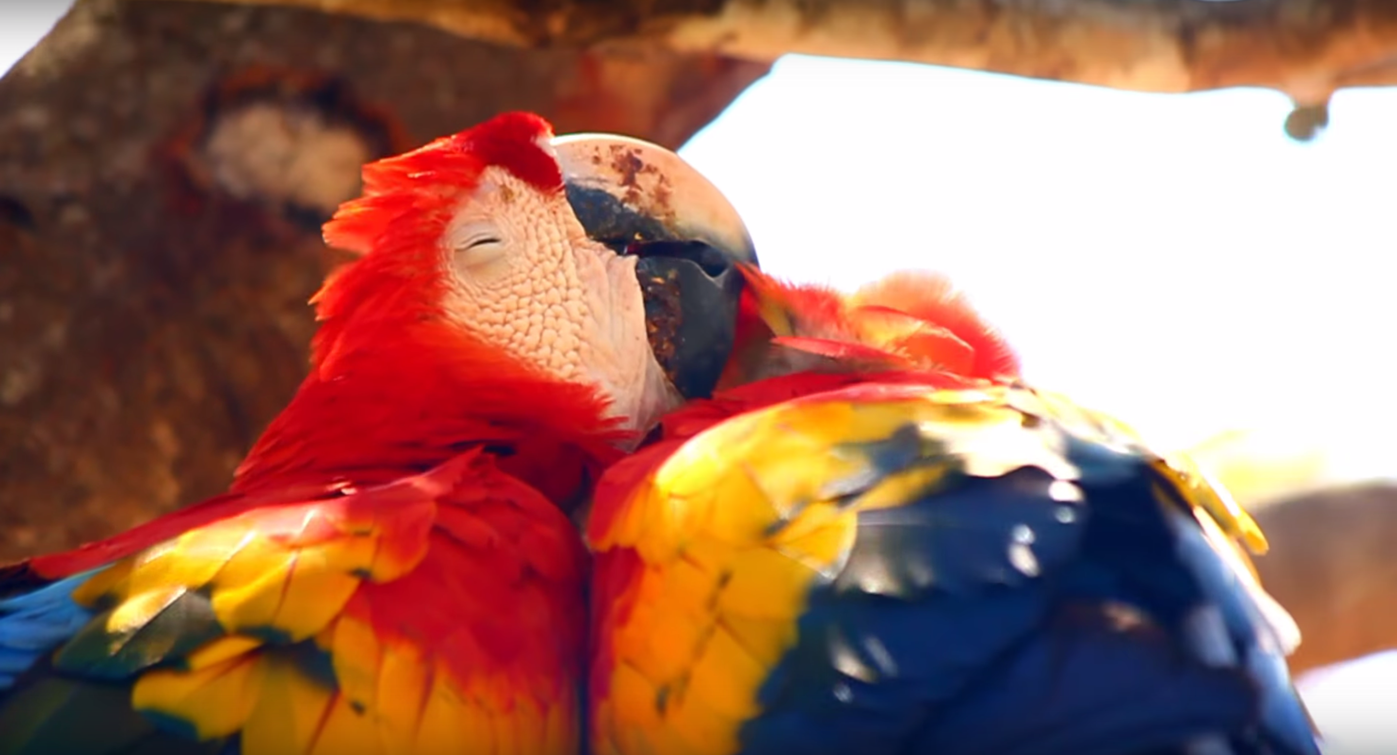 Breathtaking Video: Bet These Scarlet Macaws Can Bring a Tear To Your Eye