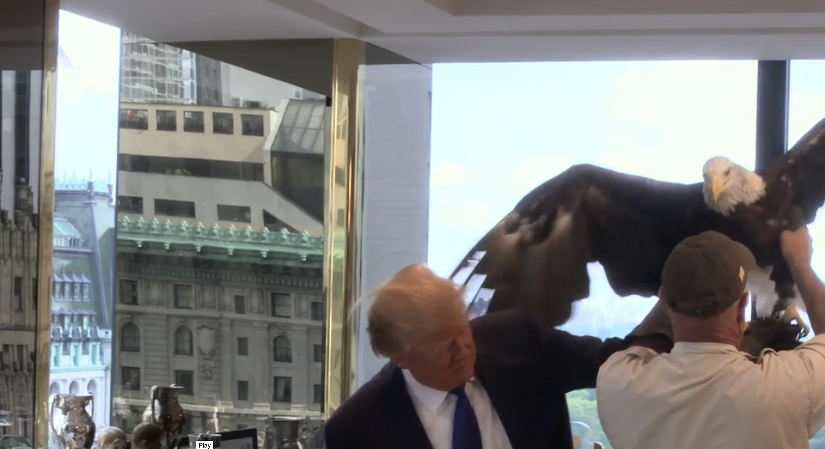 Bald Eagle Smacks Donald Trump Upside the Head (and Hair) With Its Wing