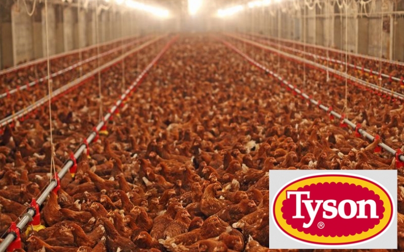 Tyson Foods Accused of Dumping More Poison to Waterways Than Exxon, Dow, Koch