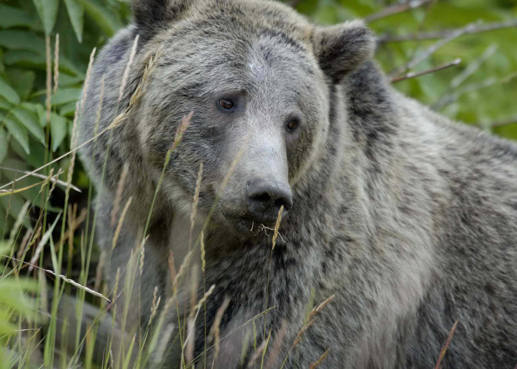 POLL: Should Yellowstone Grizzly Bear Be Delisted, Hunted and Killed? Yes/No? (Feds Say Yes)