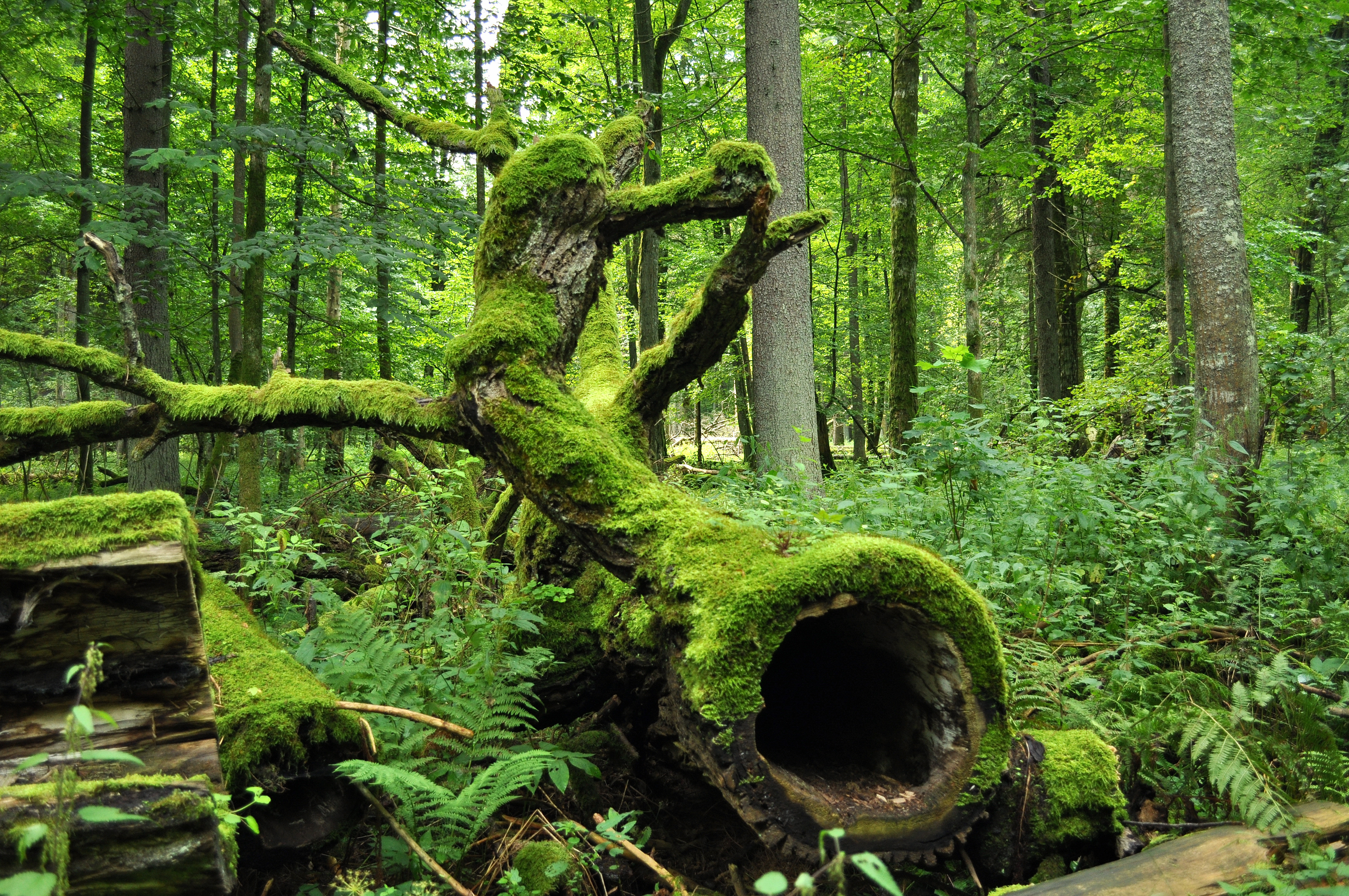 Poland Approves Clear-Cut Logging in Białowieża, Europe’s Last Standing Primeval Forest