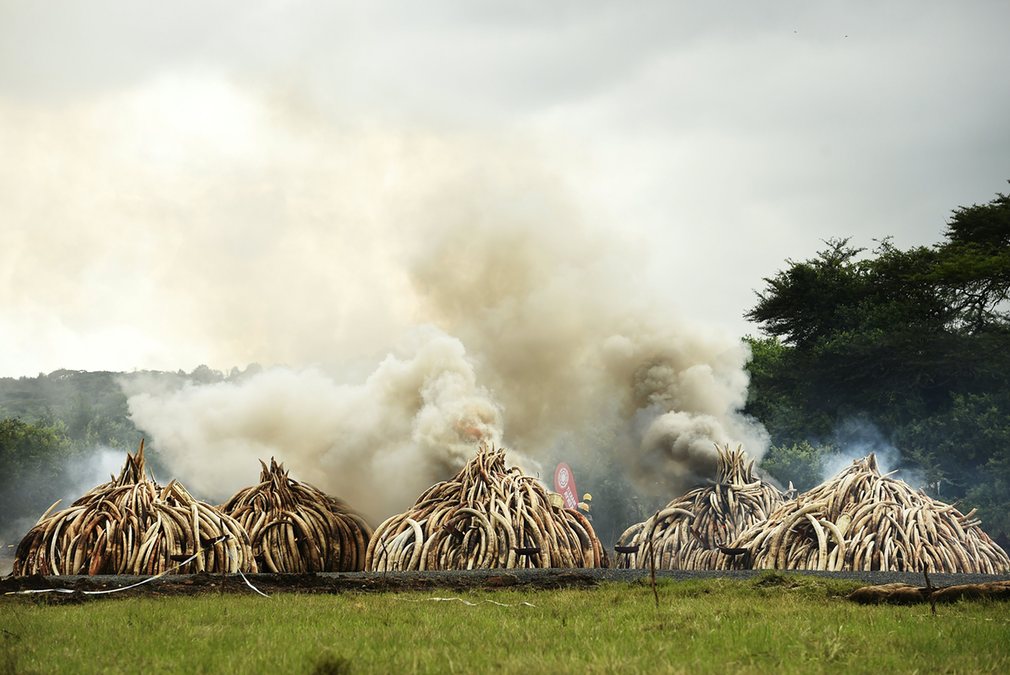 POLL: Kenya’s HUGE Controversial Ivory Bonfire — Will It Help Stop Elephant Poaching? Yes/No