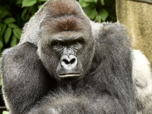 POLL: Did The Cincinnati Zoo Really Need To Shoot And Kill Harambe The Gorilla? Yes/No?