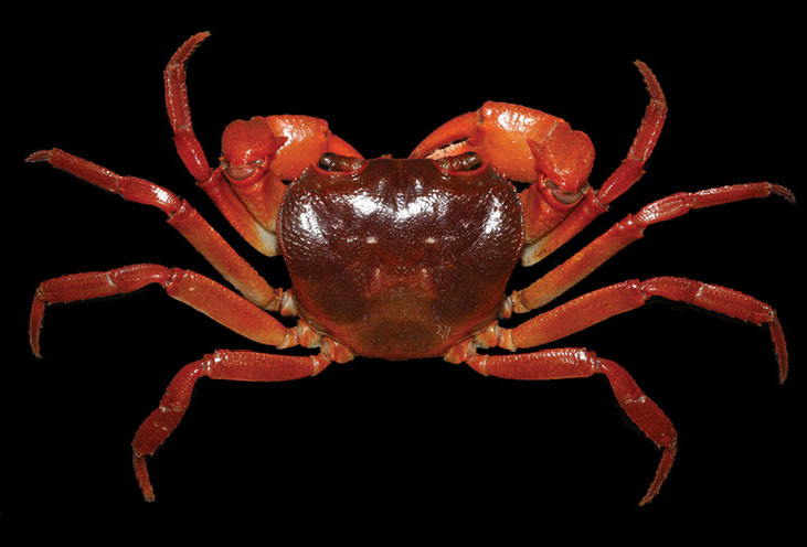 Yue Bei Crab -- Photo: Zookeys -- by: Hsi-Te Shih 