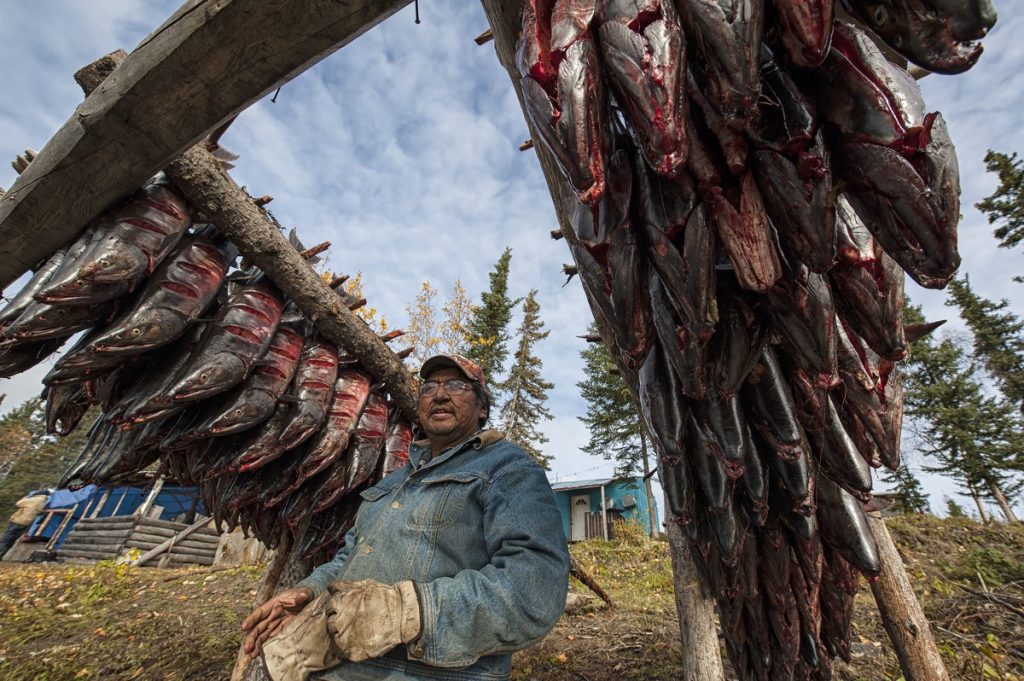 First Nations Member (Gwitchin) Hanging Sockeye Salmon -- Photo: Pacific Standard Magazine