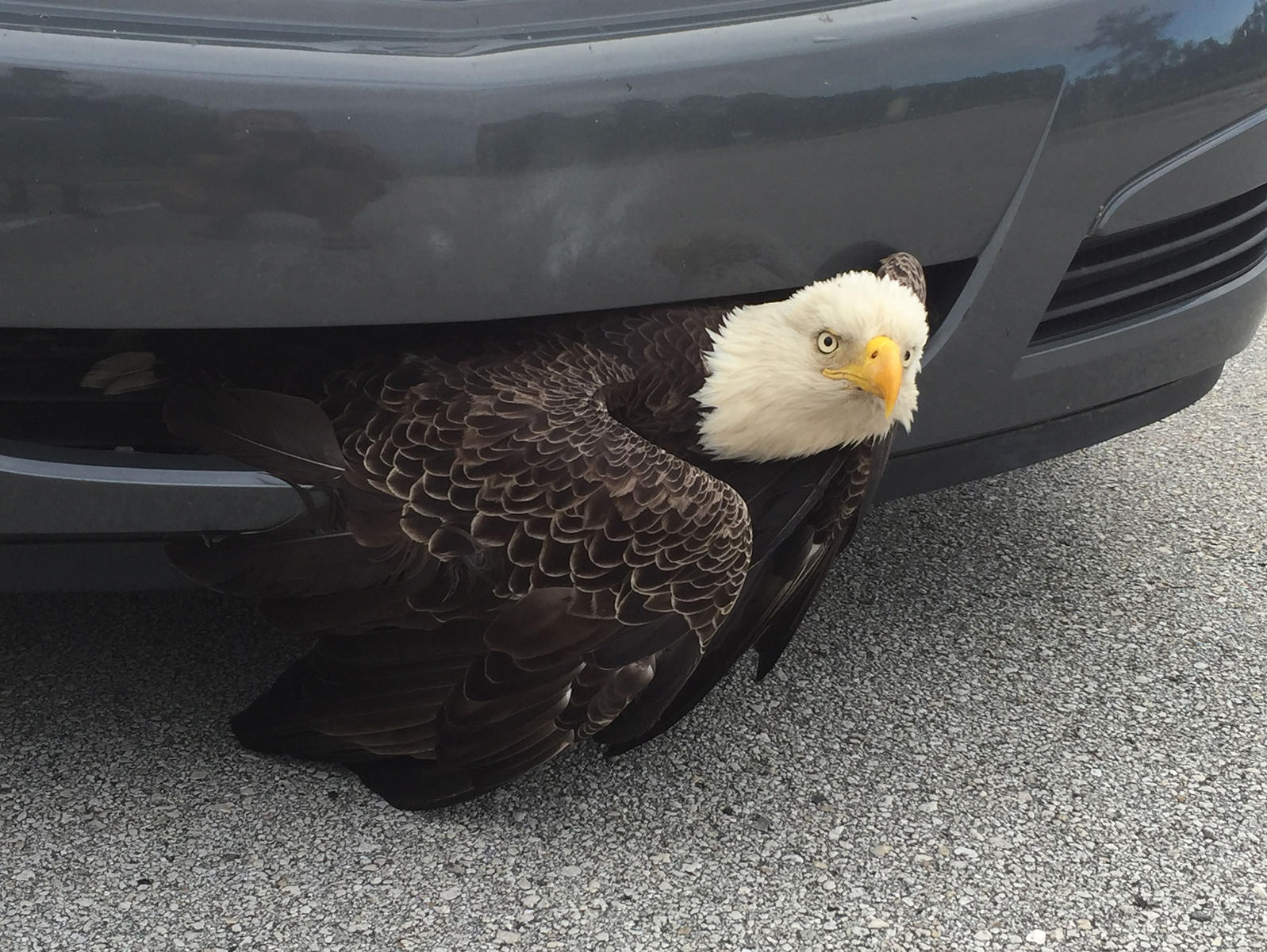 Bald Eagle Gets Hit, Crumpled and Swallowed by Saturn Air Intake — See What Happens Next