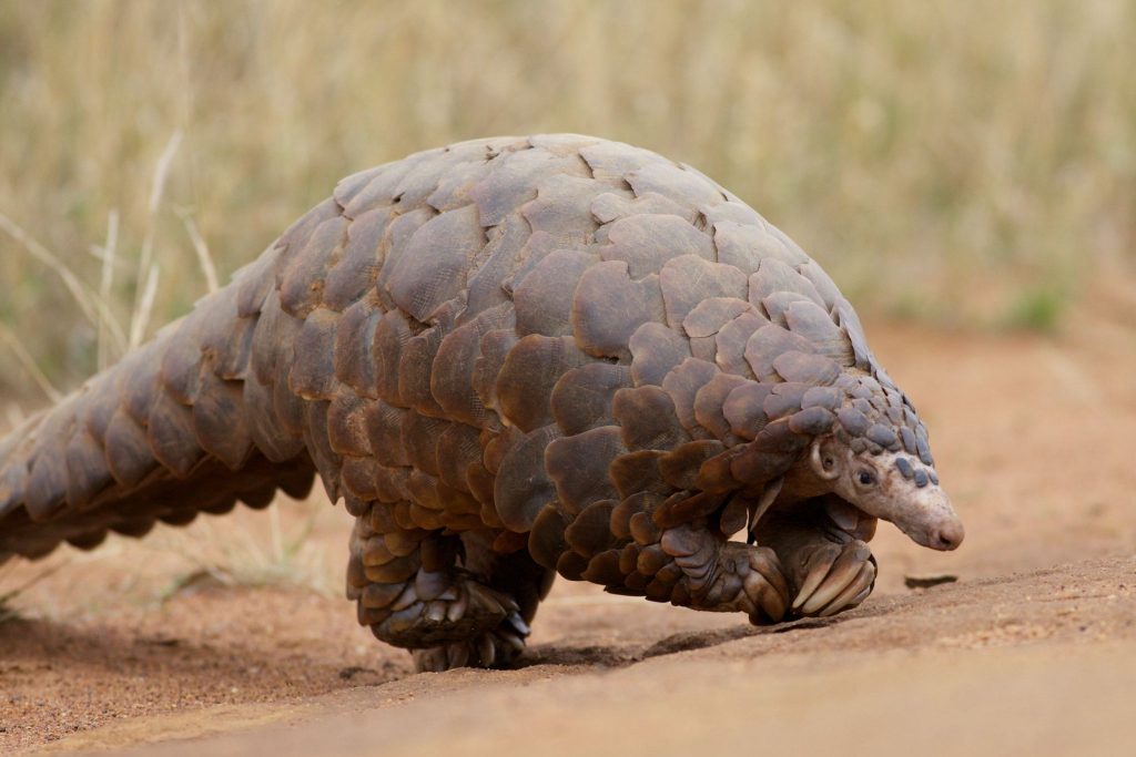Ground Pangolin at Madikwe Game Reserve in South Africa