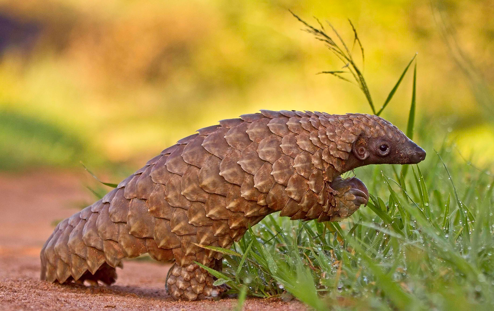 Biggest Bust Ever: Chinese Officials Seize Three Tons of Poached Pangolin Parts