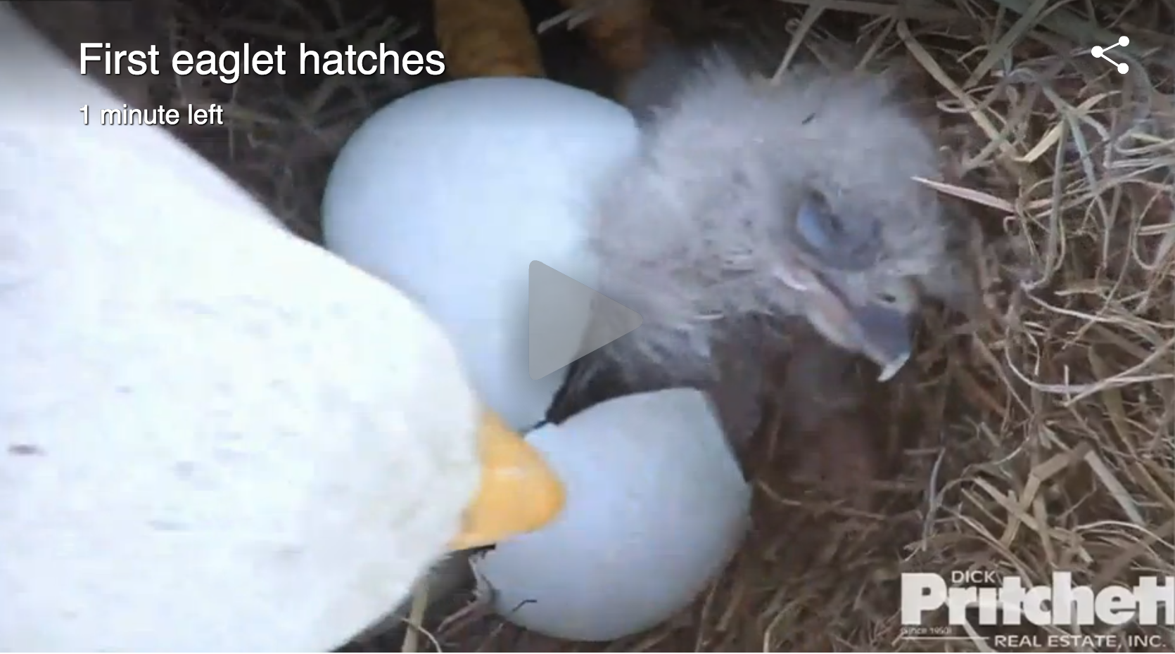 New Year = New Life: WATCH: Eagle Cam: First Bald Eagle Chick Hatches in Florida Nest