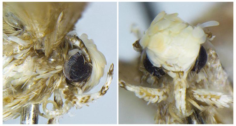 New Species Named After The New President: ‘Donald Trump’s Hair Moth’