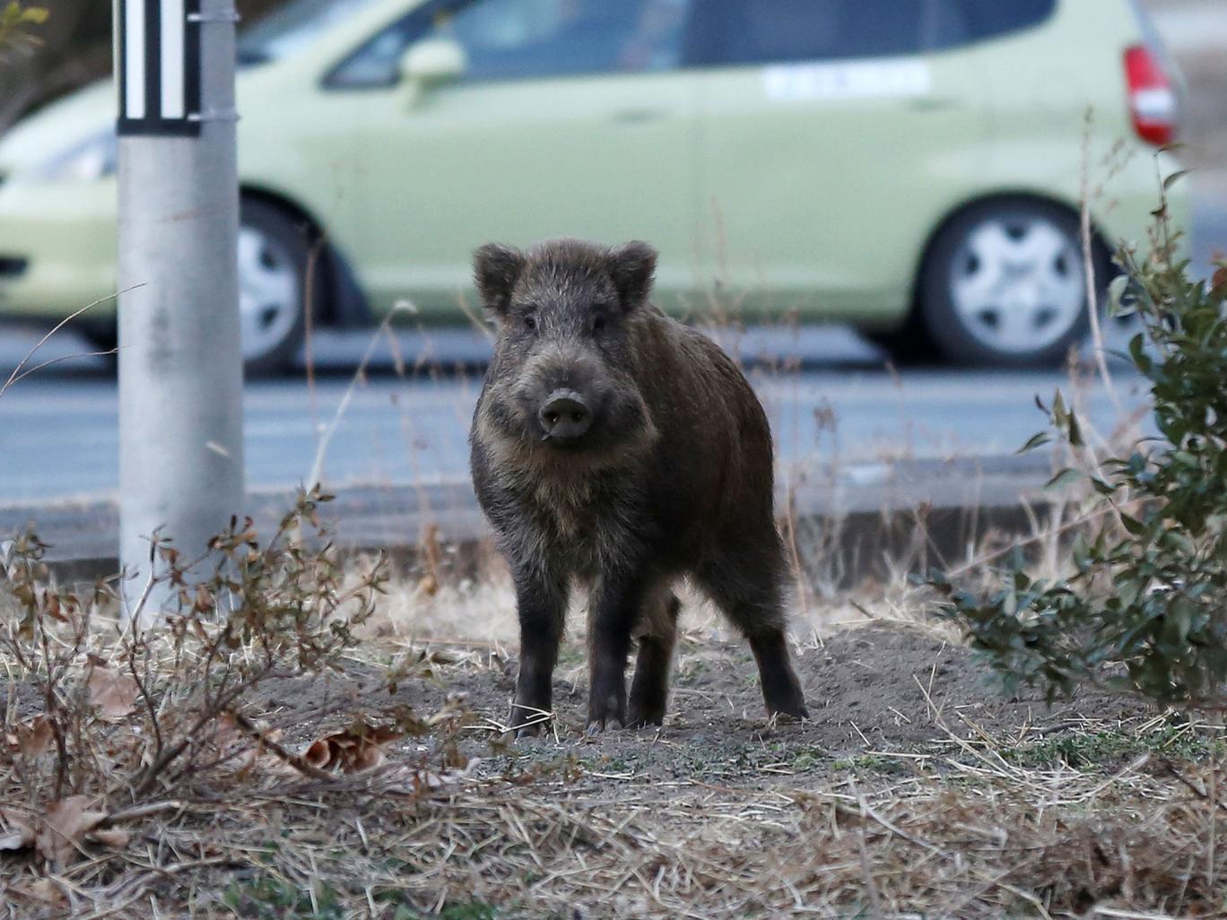 Nuclear Hogs: Radioactive Wild Boars Running Amok Around Fukushima; Hunters Deployed