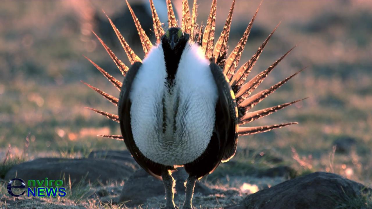 Press Release: EnviroNews Releases ‘The Granddaddy’ Endangered Species Documentary – Lions and Tigers and… Sage Grouse? Oh My!