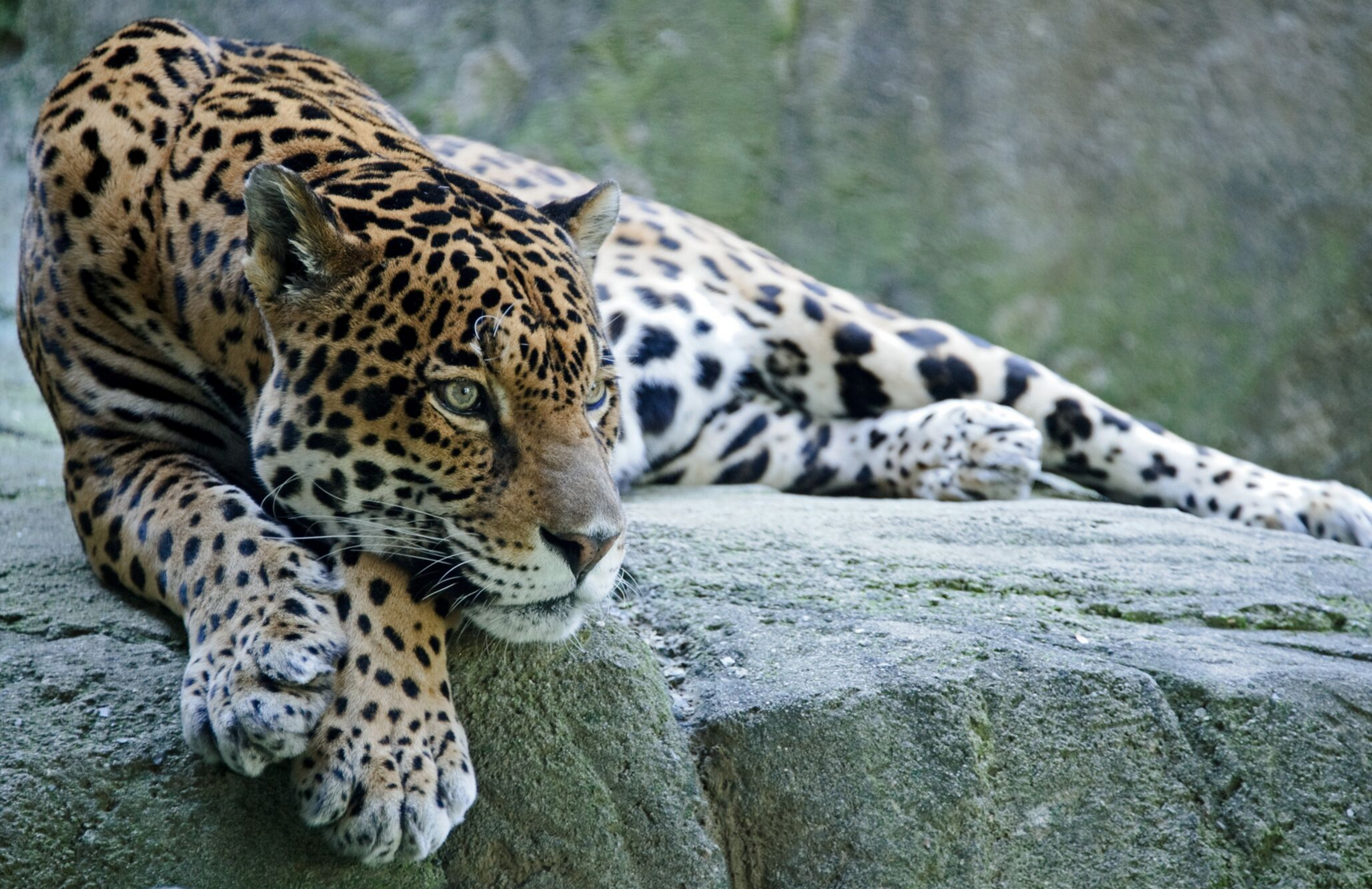 Would You Like to See Jaguars Back in the Lower 48? Defenders of Wildlife Has a Plan