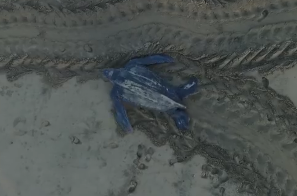Drone Video: Giant, Critically Endangered Leatherback Sea Turtle Swims Through Sand Back to Sea