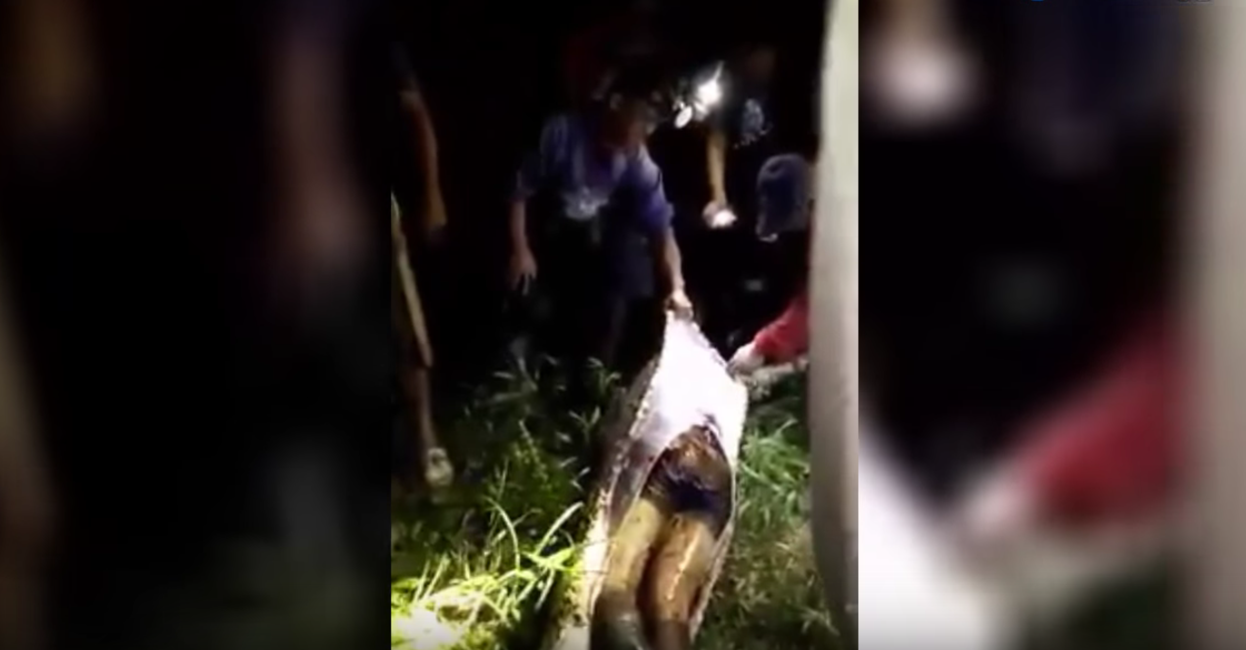 Mind-Blowing Video: Python Sliced Open After Swallowing Man Whole in Indonesia