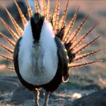 Lions and Tigers and… Sage Grouse? Oh My! — The Granddaddy Endangered Species Battle of Them All