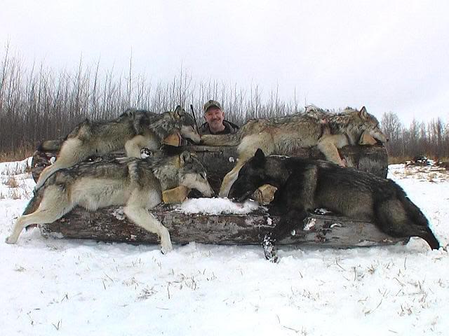 Image result for Wyoming is at it again. Wyoming wants to gun down 58 wolves