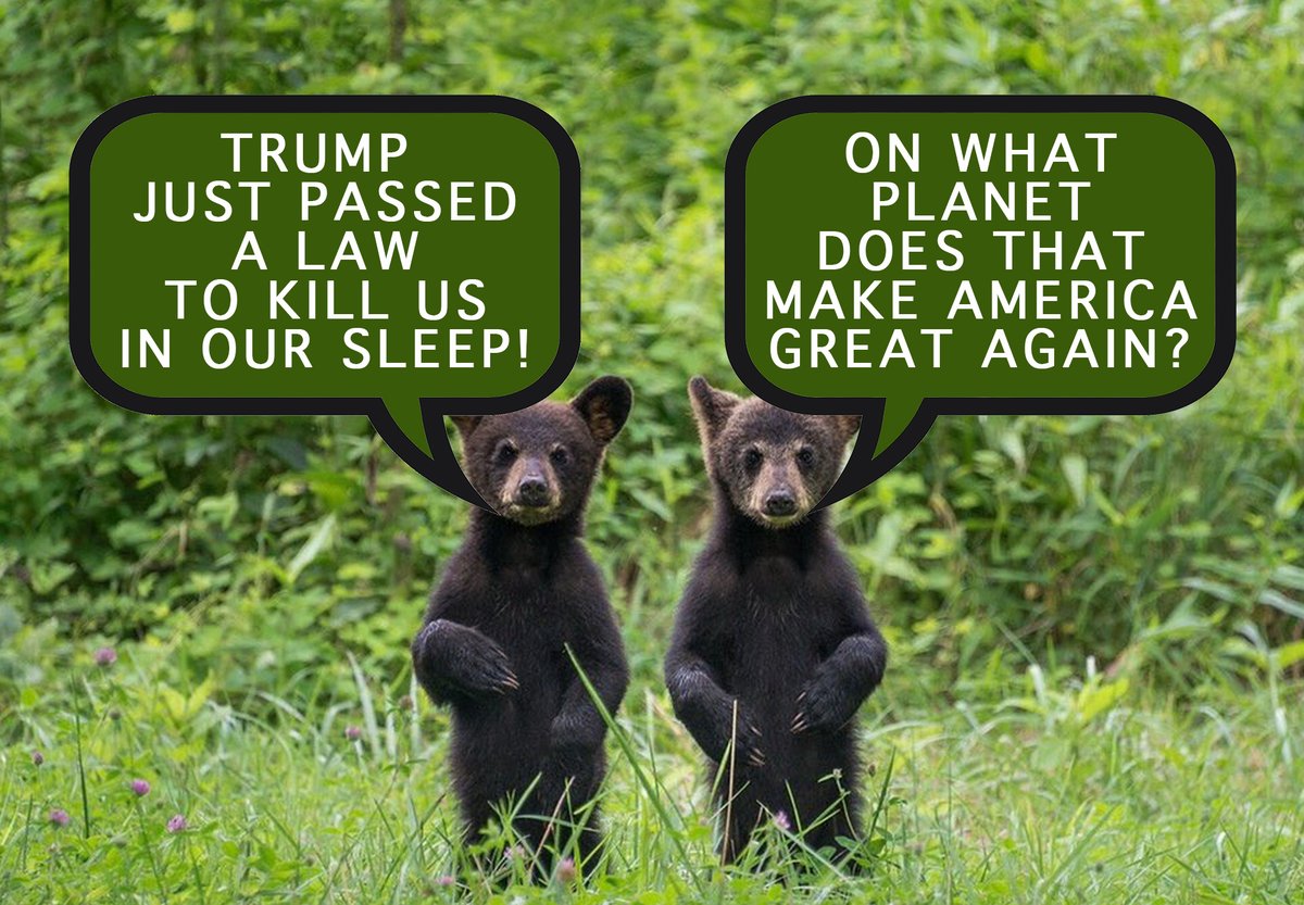 Signable Petition Demands Zinke to Reject HJR 69, Trump’s Bear Cub/Wolf Pup Killing Bill