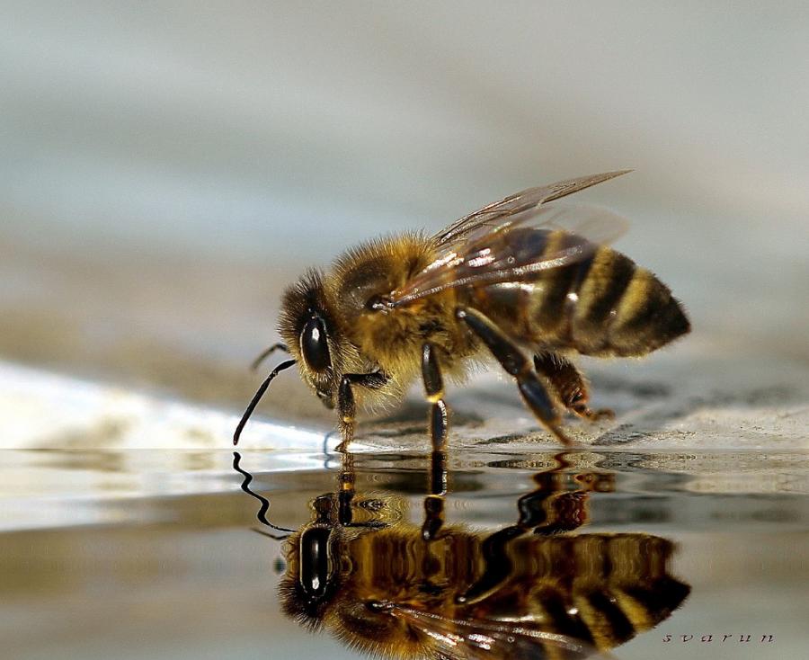 USGS Study: Dangerous Bee-Killing Neonicotinoids Found in Iowa’s Drinking Water