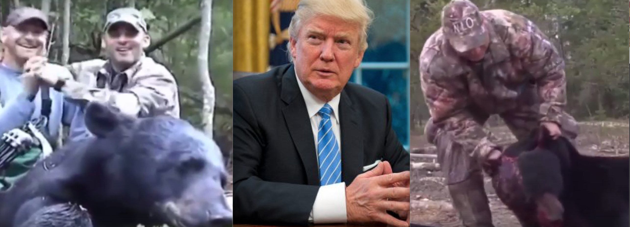 Shocking Video Shows the Guts of HJR 69: Trump’s Alaskan Bear Cub/Wolf Pup Killing Bill