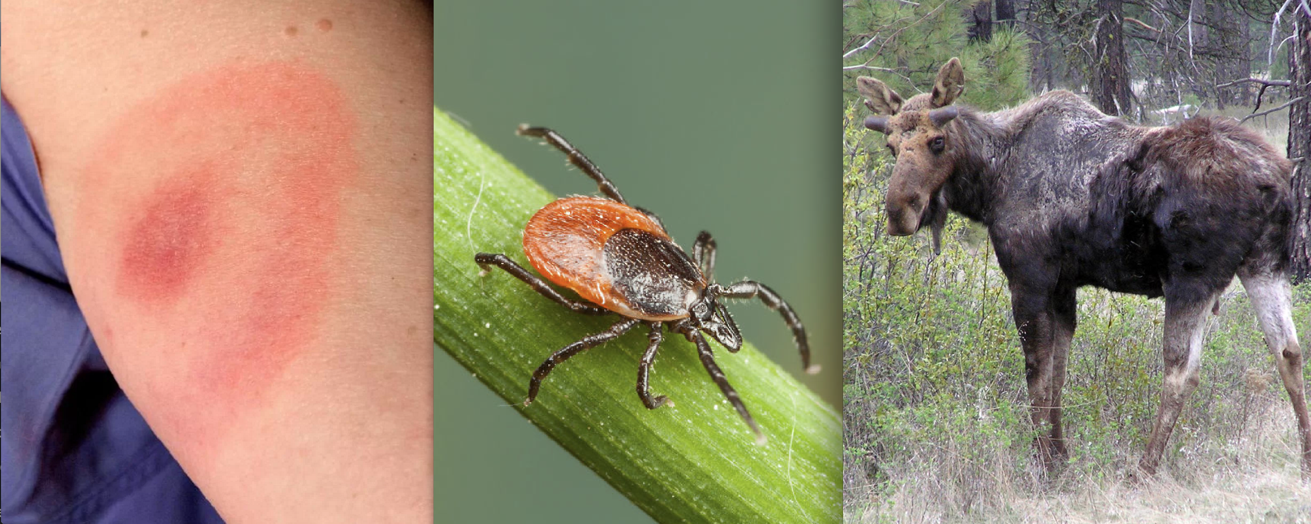 Explosion of Deadly Ticks Fueled by Climate Change, Ravaging Moose, Infecting People and Pets