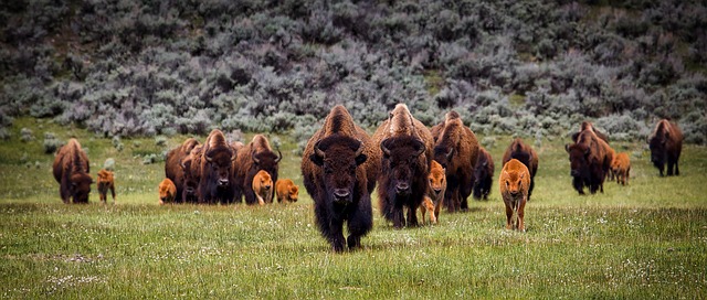 ‘Fantastic Victory’ for Yellowstone Bison as Court Rules USFWS Must Reconsider ESA Protection