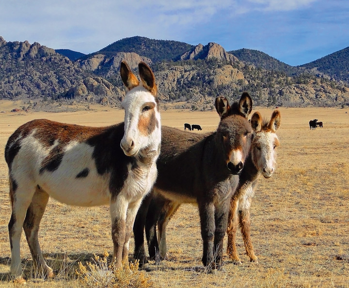 Wild Burro Serial Killer Still on the Loose, 42 Donkeys Shot Dead So Far in CA’s Mojave Desert