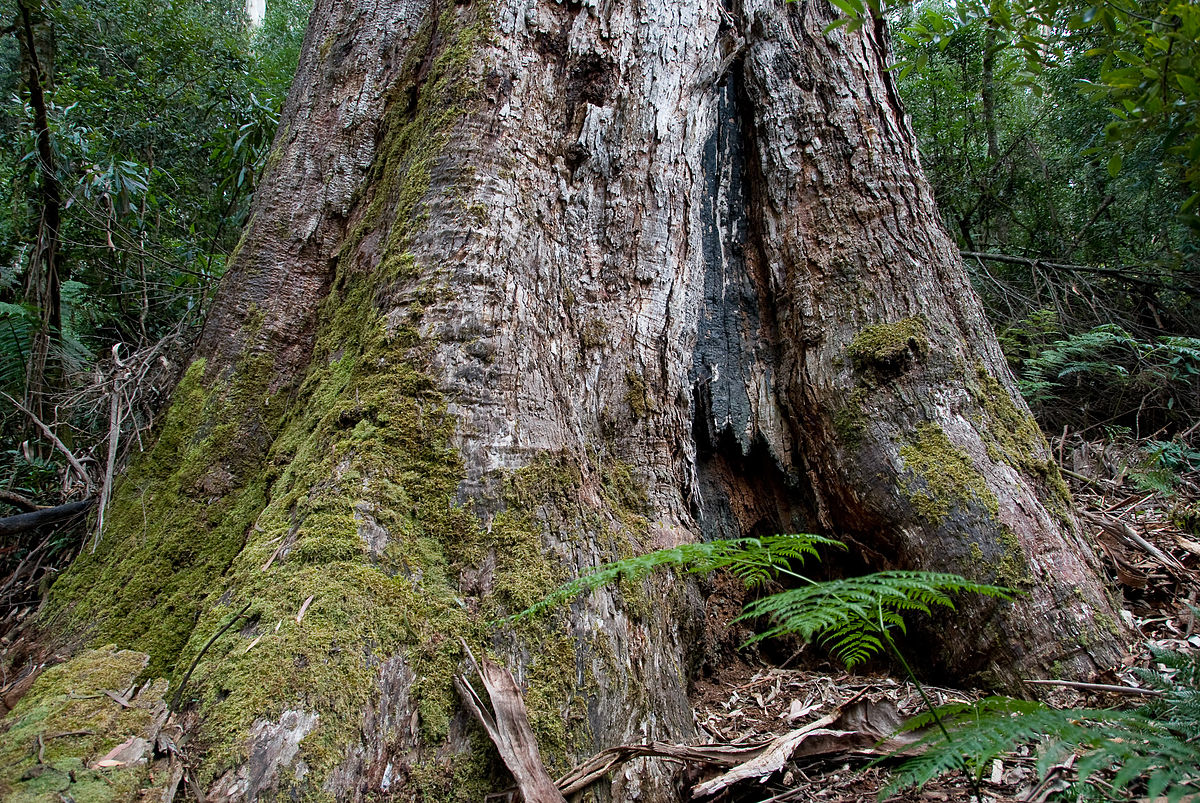Logging Banned Across 186,000 Hectares of AU Old-Growth Forest in Victoria’s Largest-Ever Environmental Action