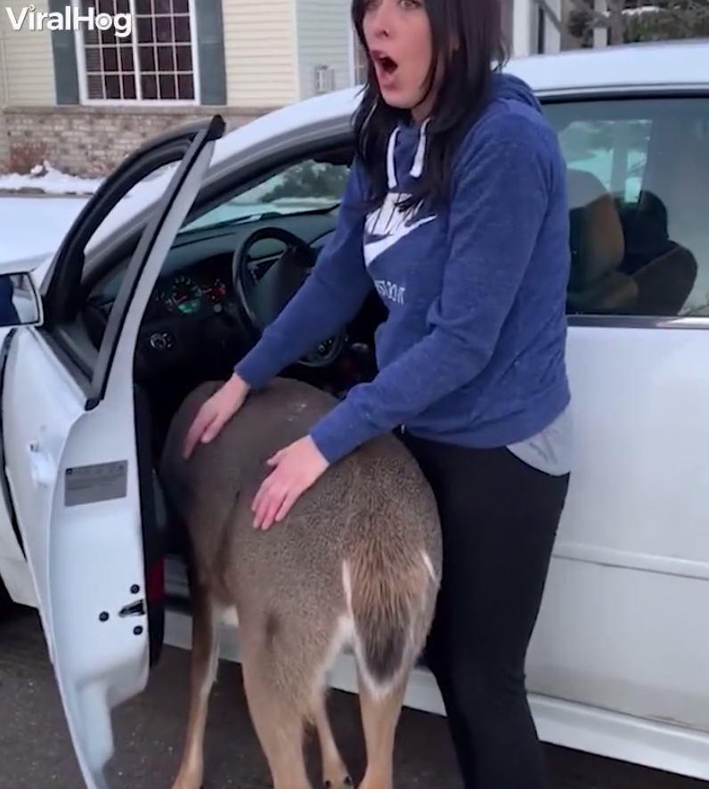 Amazing Video: ‘Oh-My-God!’: Whitetail Deer Enters MN Neighborhood, Plays With Residents, Nearly Climbs in Car