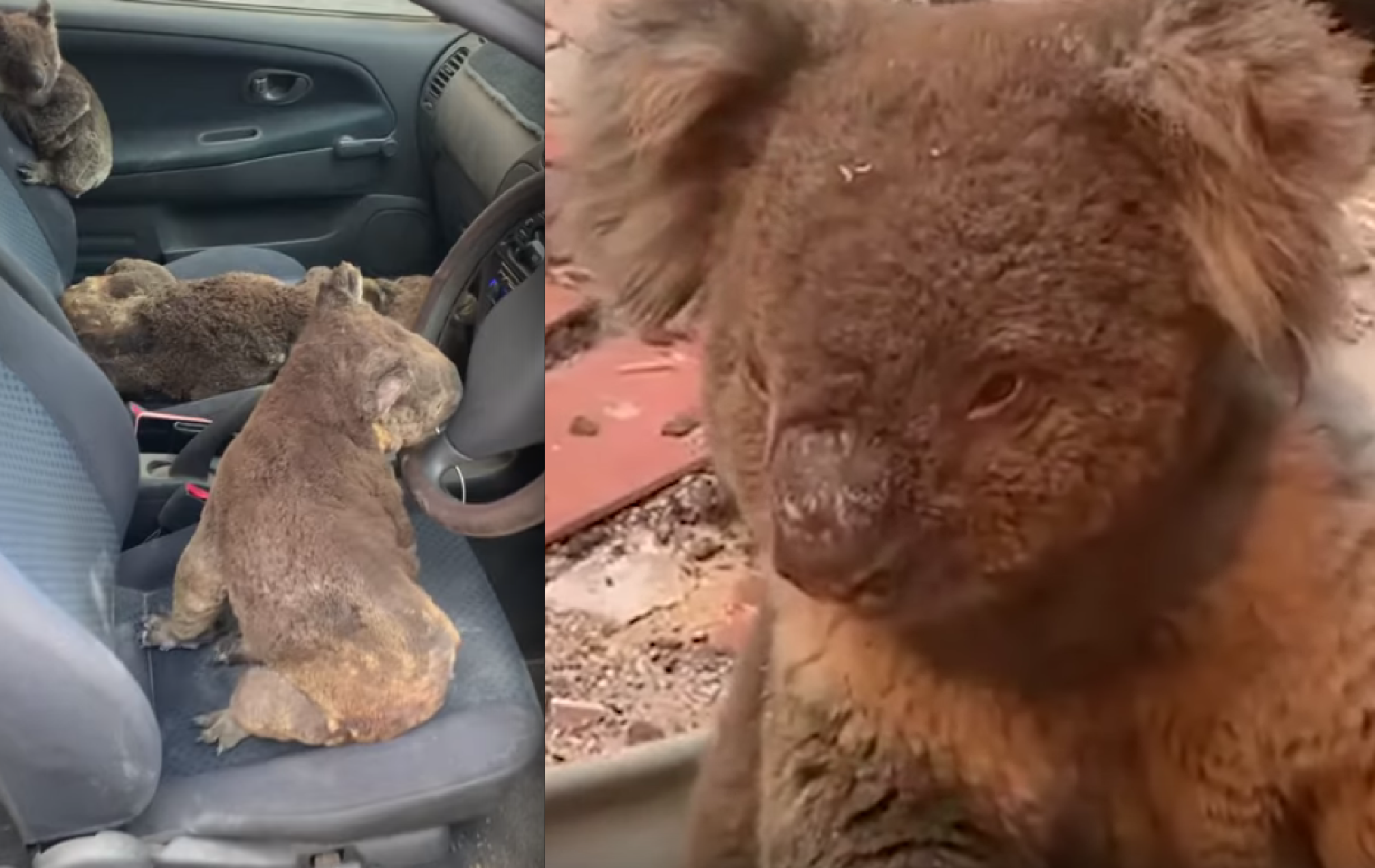 Heroic Video: Koala Rescue: Teens Race Around Kangaroo Island, Piling Imperiled, Smoldering Koalas into Car