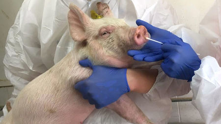 Dangerous New ‘G4’ H1N1 Swine Flu Virus Rising in China — 10% of Pork Plant Workers Infected Across 10 Provinces