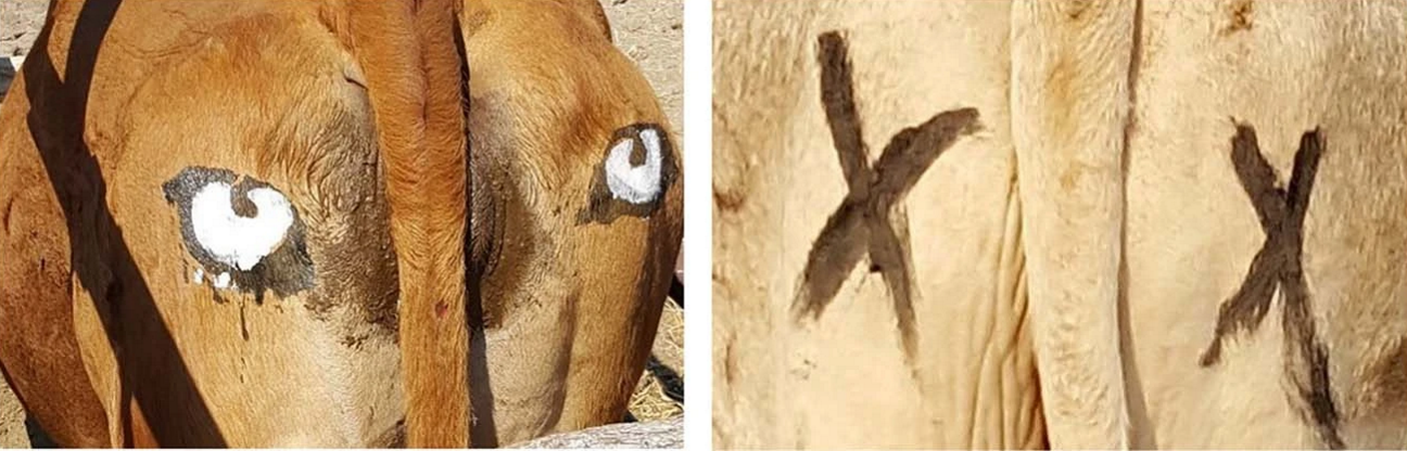 Painting Fake Eyes on Cattle Helps Save Them from Lion Attacks