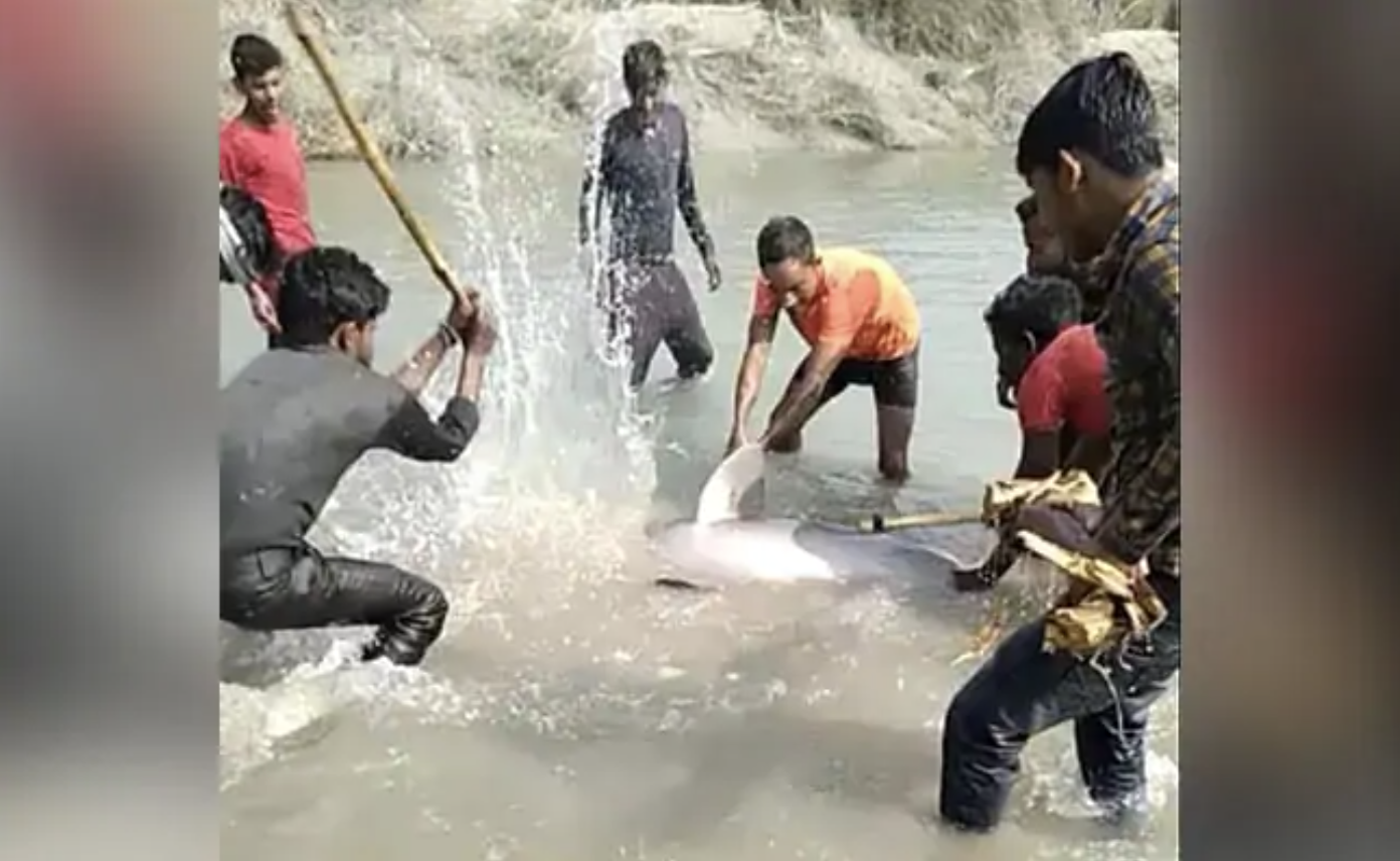 Video: Men Hold Down, Bludgeon Rare Endangered Ganges River Dolphin to Death With Sticks for Kicks