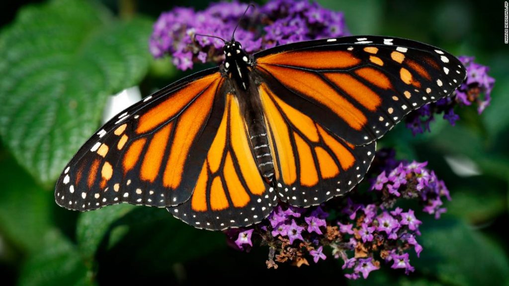 Only 1914 Specimens: W. Monarch Butterfly Nearing Total Collapse; USFWS  Does Nothing, Lawmakers Introduce Bills - EnviroNews