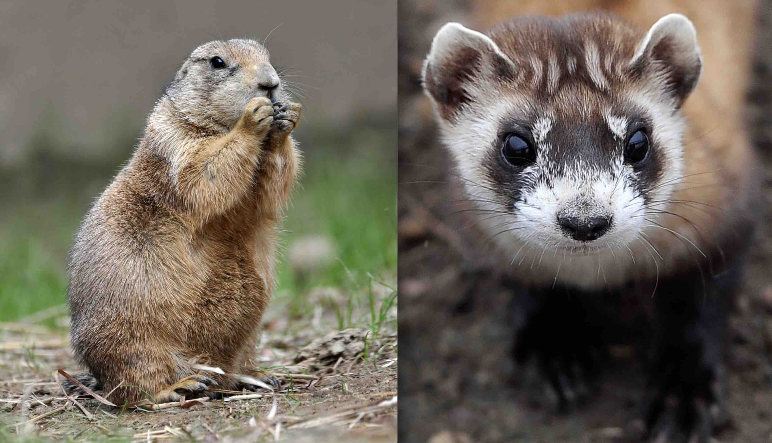 Forest Service Prairie Dog Extermination Plan Could Cause Extinction of Black-Footed Ferret, Enviro Orgs Say; Lawsuit Filed