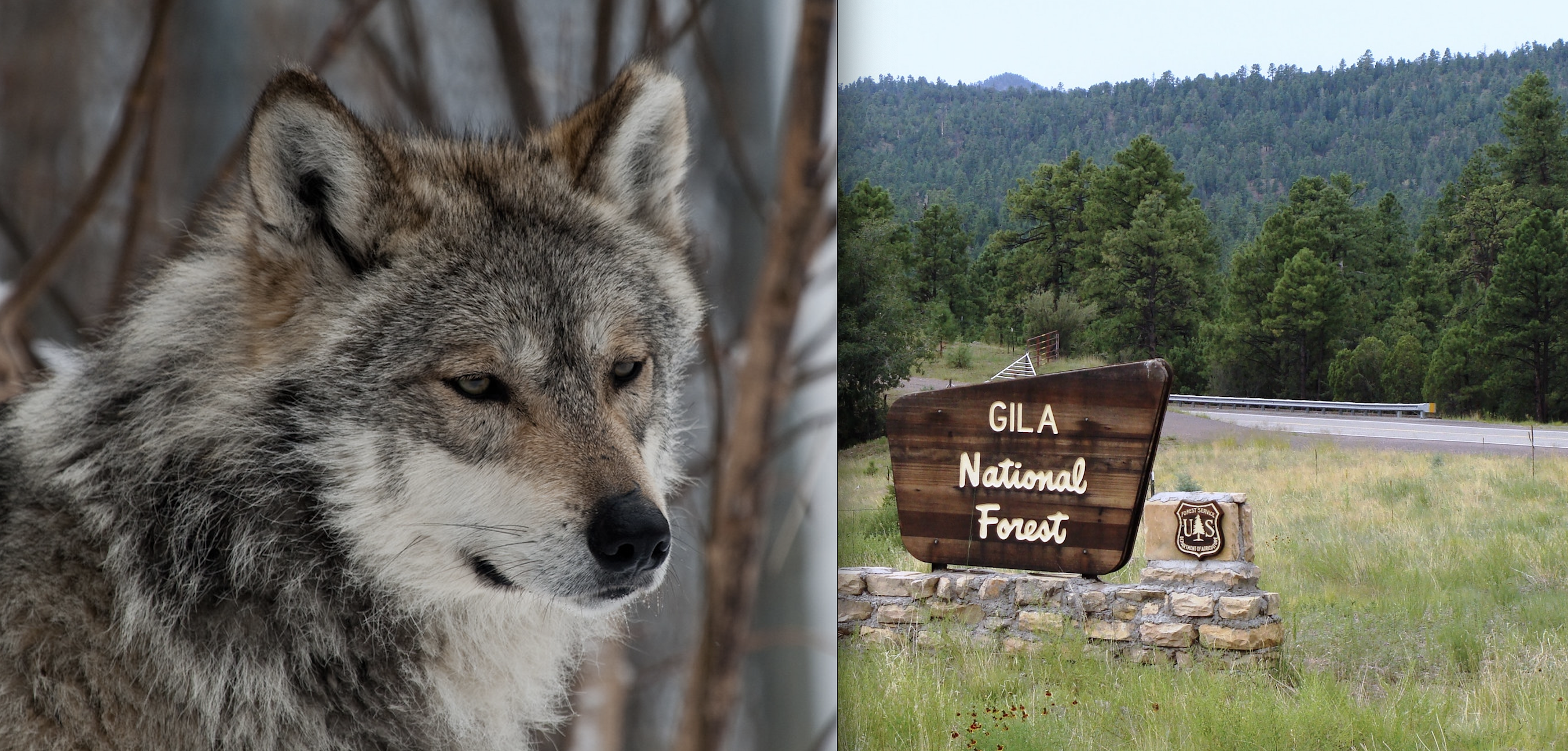 ‘Loser’: Rancher Who Bludgeoned Rare, Endangered Mex. Wolf to Death, Stripped of Grazing Permits in Gila Ntl. Forest; Still no Animal Cruelty Charges