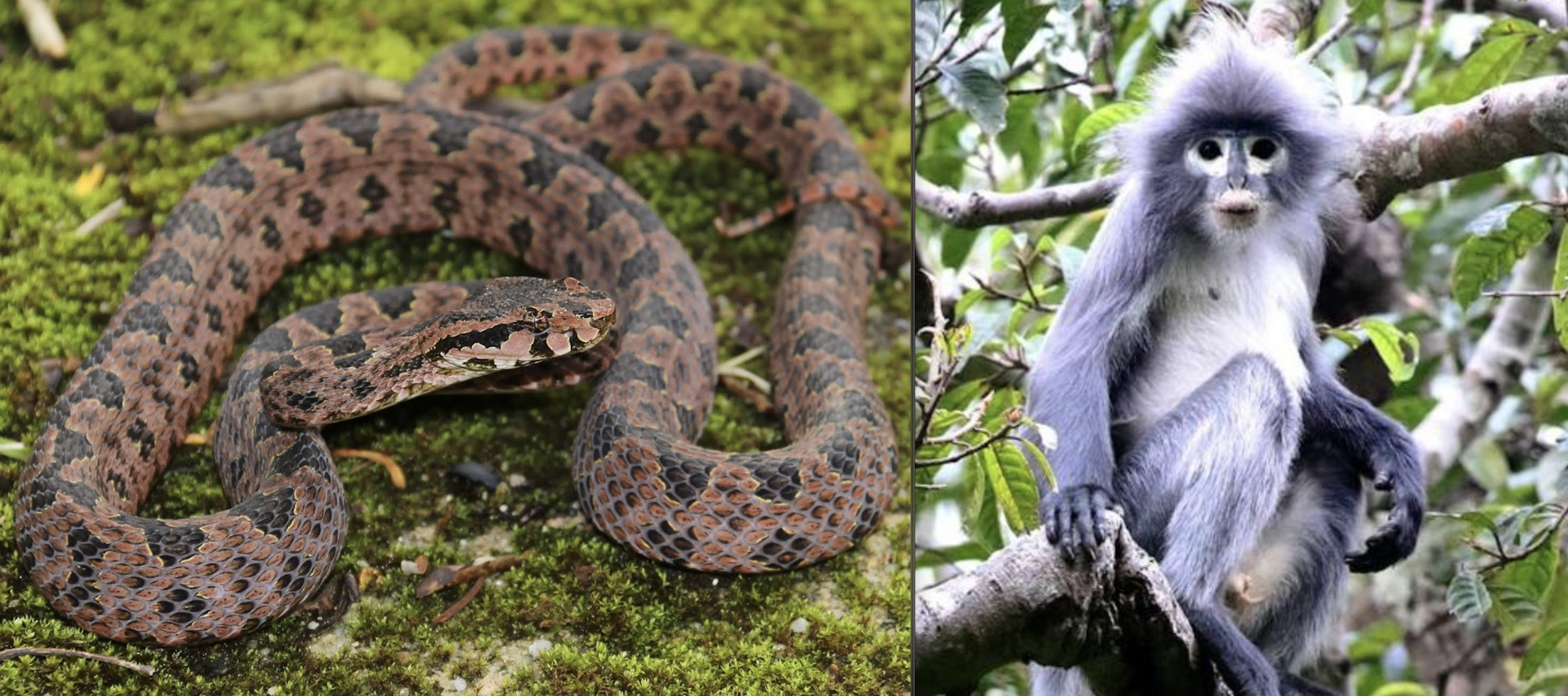 WWF Report: 224 New Species Found in Greater Mekong Region, Including a Totally Rad Monkey and a Large Pit Viper