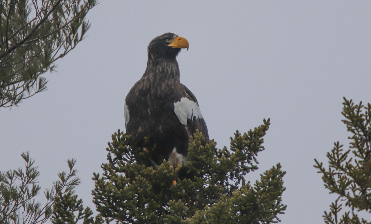 Massive, Lone, Steller’s Sea Eagle in Maine, Still ‘Blowing [the] Minds’ of Birdwatchers Flocking to Glimpse it