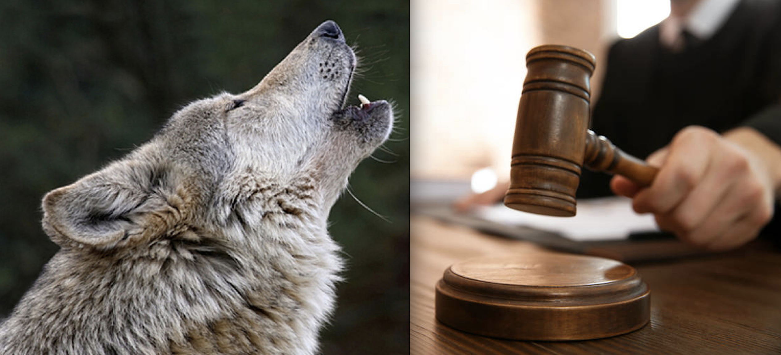 BREAKING: Gray Wolves Re-Listed as Endangered Following Huge Lawsuit by 18 Environmental Orgs
