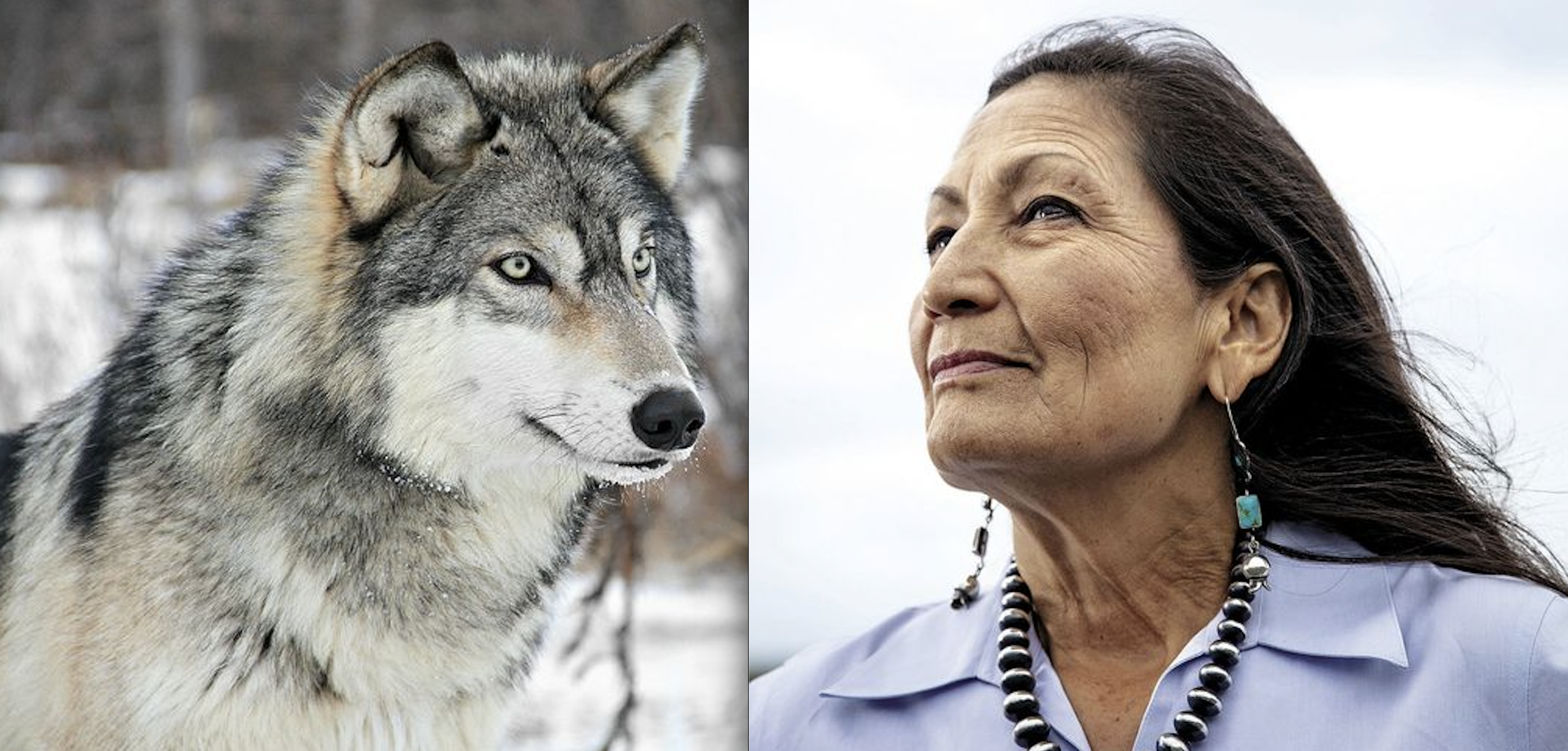 Deb Haaland Makes Big Statement on Wolves, Warns Red States: ‘USFWS can immediately list the species for 240 days’