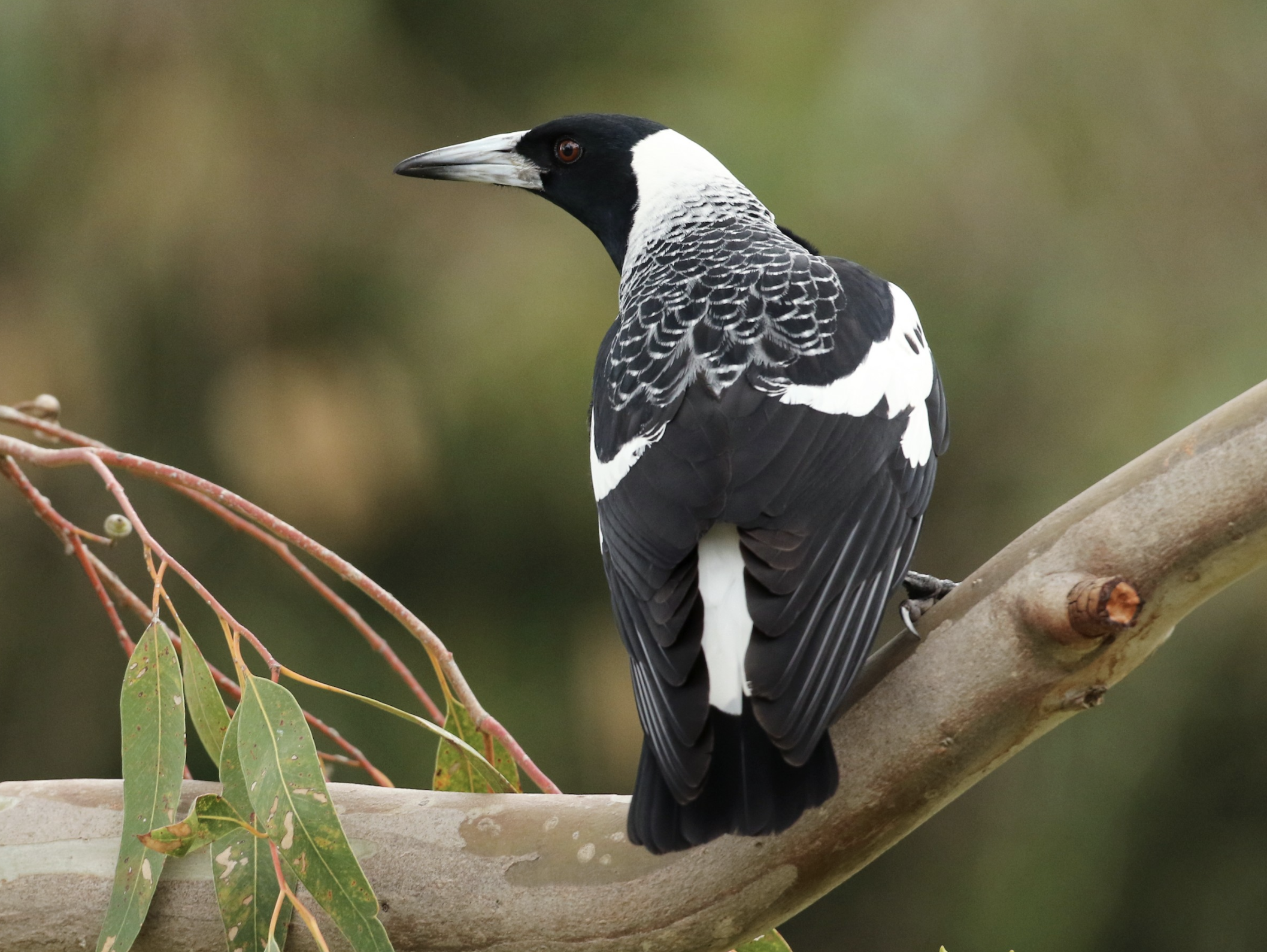 ‘World’s Smartest Bird’ Strikes Again: AU Magpies Remove Research Radio-Collars, Leaving Scientists Stunned